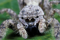 Metaphid Jumping spider (Metaphidippus sp) von Danita Delimont