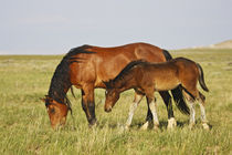 Feral Horse wild horse mother and colt grazing on prairie grass in the high by Danita Delimont