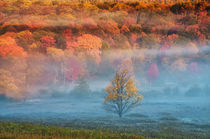 USA, West Virginia, Davis. Misty valley and forest in autumn colors. Credit as von Danita Delimont