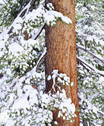 USA, California, Sierra Nevada Mountains. Fresh snow on red fir trees von Danita Delimont