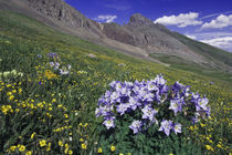 Mountains and wildflowers in alpine meadow von Danita Delimont