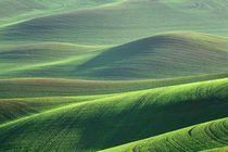 Wheat springs up in the hills of the Palouse Country near Kendrick, Idaho by Danita Delimont