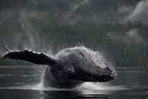 Breaching Humpback Whale, Alaska, Angoon von Danita Delimont