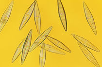 Diatoms, Farlow Herbarium, Harvard University by Danita Delimont