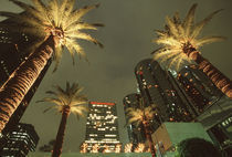 U.S.A., California, Los Angeles Palm trees at night in Century Plaza by Danita Delimont