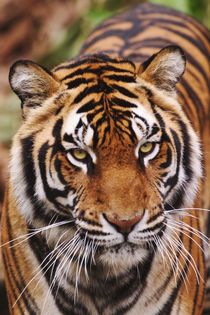 Bengal Tiger, Tigris tigris by Danita Delimont