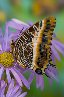 Sammamish Washington Tropical Butterflies photograph of Charaxes pollux von Danita Delimont