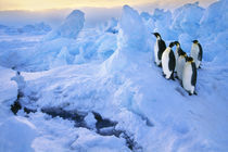 Emperor penguins at crack in sea ice, Aptenodytes forsteri, Antarctica by Danita Delimont