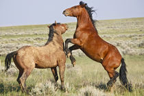Feral Horse (Equus caballus) wild horses fighting von Danita Delimont