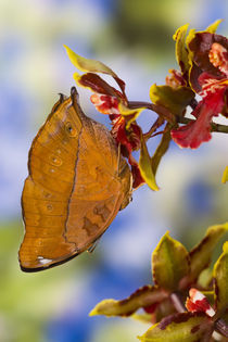 Sammamish Washington Tropical Butterflies photograph of Doleschallia bisaltide von Danita Delimont
