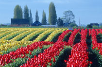 Rows of undulating red and yellow tulips in a rural Skagit county von Danita Delimont