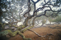 Coast live oaks in mist, Quercus agrifolia, Monterey Bay, California von Danita Delimont