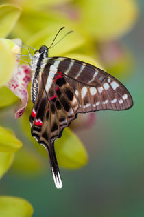 Sammamish Washington Tropical Butterflies photograph of Graphium colonna by Danita Delimont
