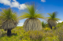 Grass trees in wind, Xanthorrhoea preissii, Lancelin Region, Western Australia von Danita Delimont