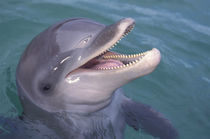 Caribbean Bottlenose dolphin (Tursiops truncatus) by Danita Delimont