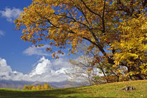 Single tree and distant southern Appalachian Mountains in fall, North Carolina by Danita Delimont