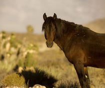 Wild Mustang stallion, Wheeler Peak herd, Cold Creek Road by Danita Delimont