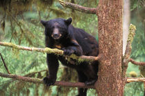 Black bear, Ursus americanus,USA von Danita Delimont