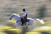 NA, USA, Oregon, Seneca, Ponderosa Ranch Cowboy riding in sage  MR PR von Danita Delimont