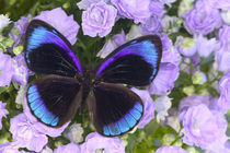 Sammamish Washington Photograph of Butterfly on Flowers, Eunica alcmena flora von Danita Delimont