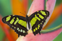 Sammamish, Washington Tropical Butterfly Photograph of Siproeta stelenes by Danita Delimont