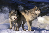 North America, USA, Minnesota. Wolves (Canis lupus) von Danita Delimont