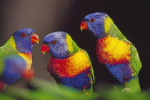 Rainbow lorikeets, Trichoglossus haematodus, Southeast Australia by Danita Delimont