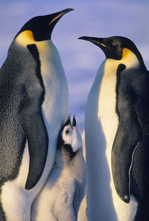 Emperor Penguins (Aptenodytes forsteri), Weddell Sea, Antarctica by Danita Delimont