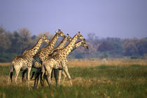Africa, Botswana, Moremi Game Reserve by Danita Delimont