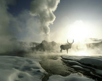 USA, Wyoming, Yellowstone National Park by Danita Delimont