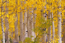 Autumn aspens in Kebler Pass in Colorado. von Danita Delimont