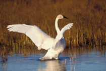 Whistling swan, Cygnus columbianus by Danita Delimont