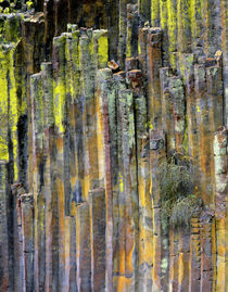 USA, Oregon, Umpqua National Forest von Danita Delimont