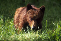 Canada, British Columbia, Khutzeymateen Grizzly Bear Sanctuary by Danita Delimont