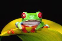 Red Eye Treefrog, Agalychinis callidryas, Native to Central America by Danita Delimont