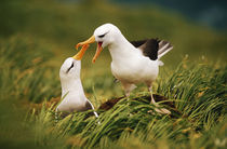 Black-browed albatrosses courting, South Georgia Island by Danita Delimont