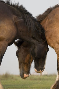 Shire Horse - Christiane Slawik by Christiane Slawik