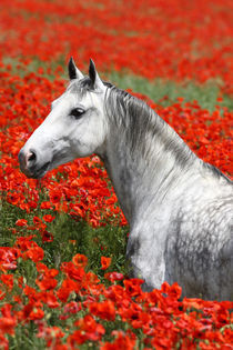 Lipizzaner Mohn - Christiane Slawik by Christiane Slawik