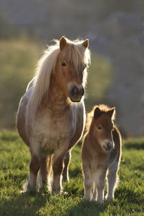 Shetlandpony Mini - Christiane Slawik von Christiane Slawik