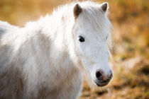 Shetlandpony  - Christiane Slawik von Christiane Slawik