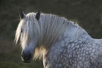 Percheron  - Christiane Slawik von Christiane Slawik