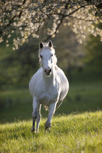 Trakehner Amata - Christiane Slawik by Christiane Slawik