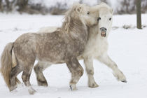 Shetlandpony Schnee - Christiane Slawik by Christiane Slawik