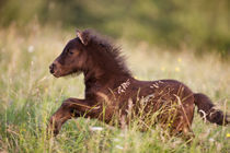 Shetlandpony Pepe - Christiane Slawik by Christiane Slawik