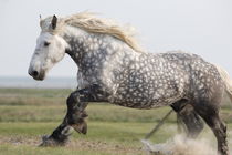 Percheron Pierre - Christiane Slawik von Christiane Slawik