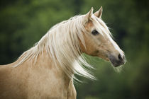 Lusitano Douche - Christiane Slawik von Christiane Slawik