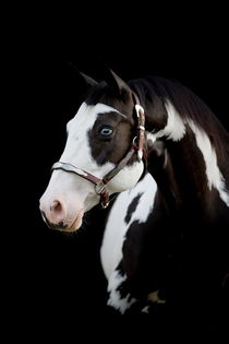 Paint Horse - Christiane Slawik von Christiane Slawik