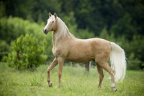 Lusitano Douche - Christiane Slawik von Christiane Slawik