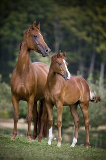 Oester Warmblut - Christiane Slawik von Christiane Slawik