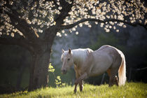 Qh Dusty - Christiane Slawik by Christiane Slawik